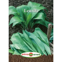 Seminte Leurda