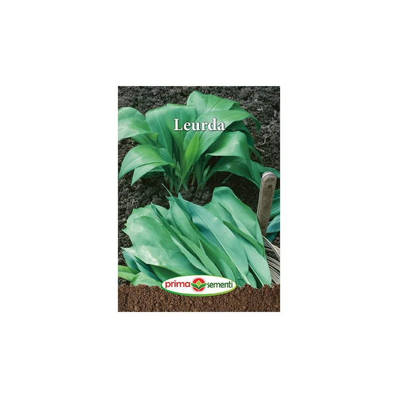 Seminte Leurda