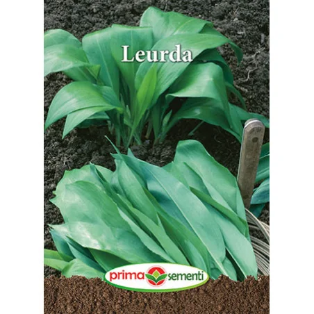 Seminte Leurda