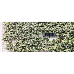 Iasomie Stelară 50cm – Plantă Căţărătoare Perenă cu Flori Parfumate, Rezistentă la Îngheț 🌿✨