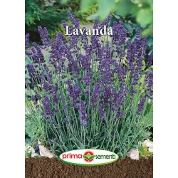 Seminte de Lavanda