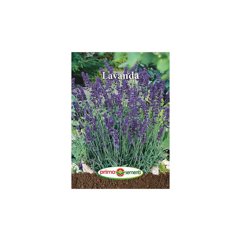 Seminte de Lavanda