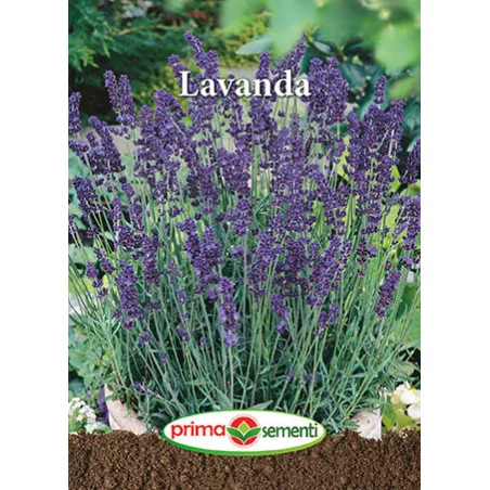 Seminte de Lavanda