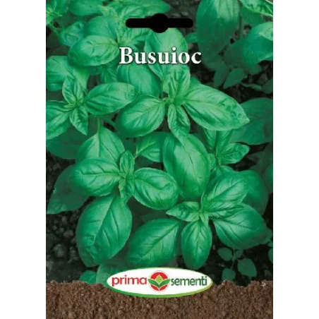 Seminte de busuioc