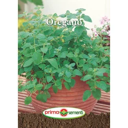 Seminte de Oregano