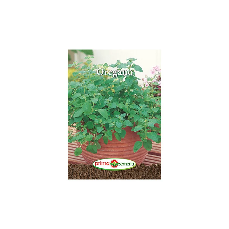 Seminte de Oregano