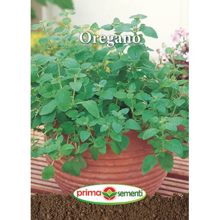 Seminte de Oregano
