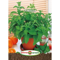 Seminte de Menta