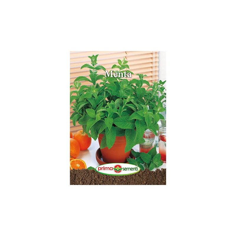 Seminte de Menta