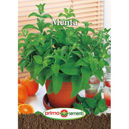 Seminte de Menta