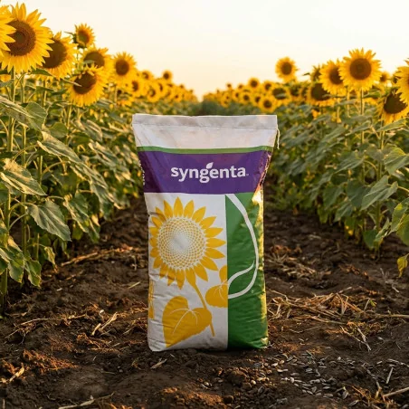 Seminte de Floarea Soarelui SUVORA HTS Syngenta, Express & Fluence - Sac 150.000 seminte