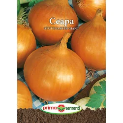 Seminte de ceapa Stuttgarter Giant