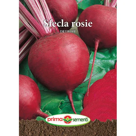Seminte de Sfecla Rosie Detroit