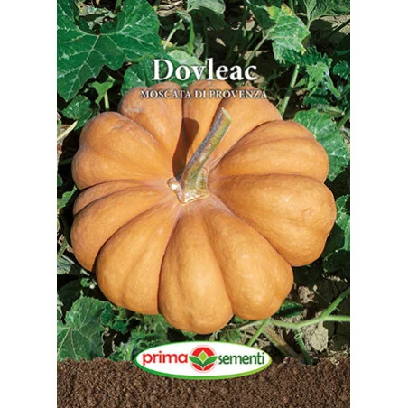 Seminte de dovleac Moscata di Provenza