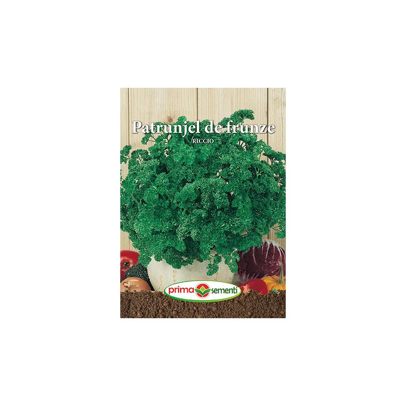 Seminte patrunjel de frunze Riccio