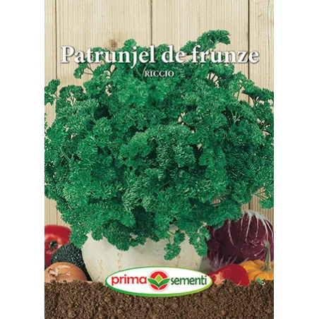 Seminte patrunjel de frunze Riccio