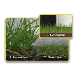 Seminte Gazon Barenbrug SOS – Super Over Seeding