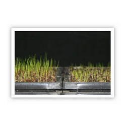 Seminte Gazon Barenbrug SOS – Super Over Seeding
