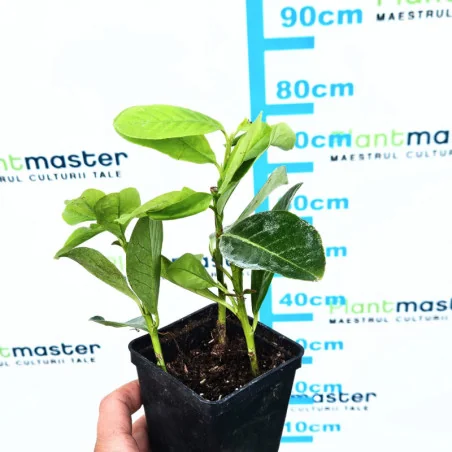 50 buc Prunus laurocerasus -Laur englezesc butași în ghiveci, 2-3 plante
