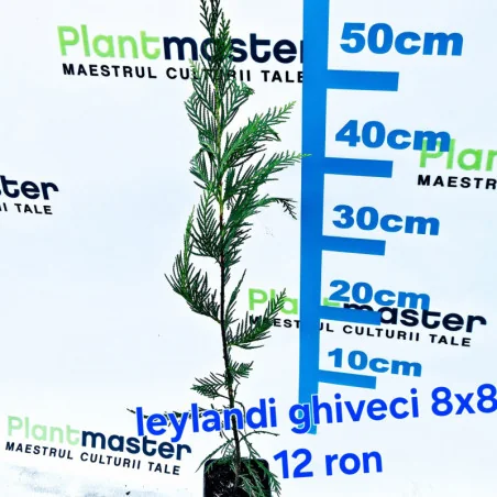 50 bu Cupressocyparis Leylandii 30-70cm – tuia Leyland în ghiveci 8x8 cm