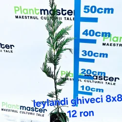 100 buc Cupressocyparis Leylandii 30-70cm – tuia Leyland în ghiveci 8x8 cm