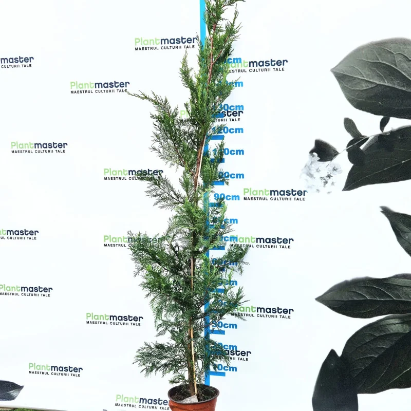 10 buc Cupressocyparis Leylandii 1.6-1.7m– tuia Leyland înalt
