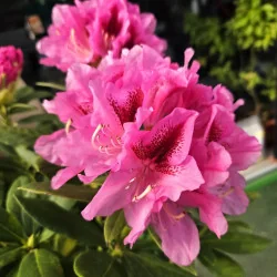 Rhododendron Cosmopolitan ghiveci 5L – Rododendron Roz Intens, Arbust Decorativ Premium pentru Grădină
