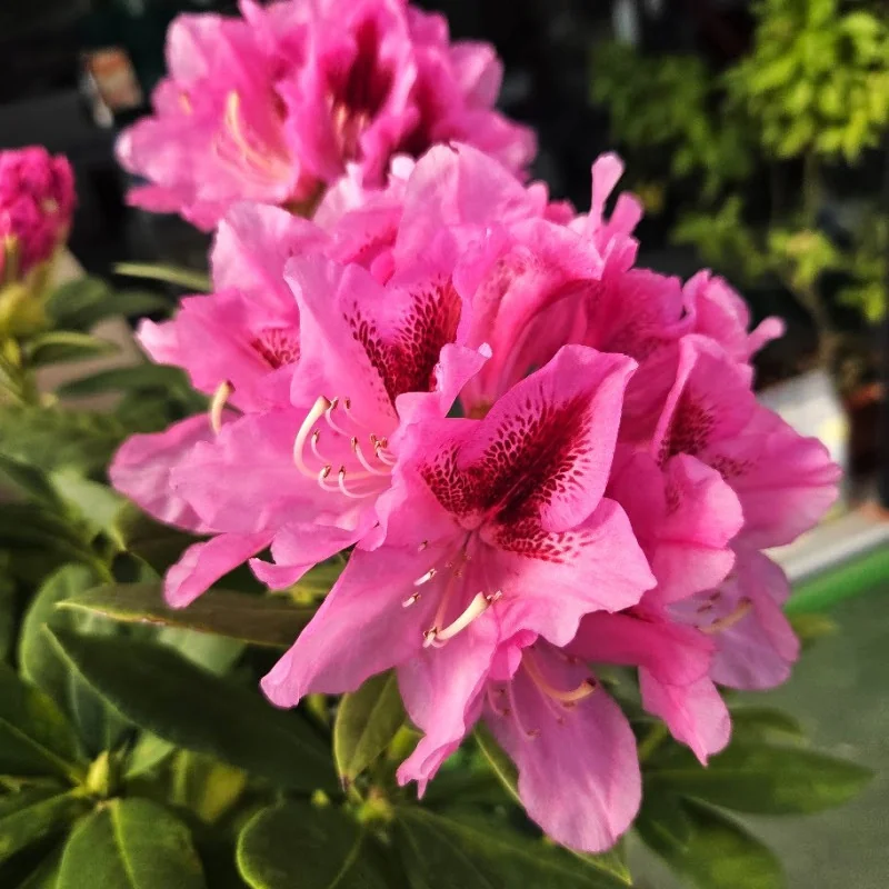 Rhododendron Cosmopolitan ghiveci 5L – Rododendron Roz Intens, Arbust Decorativ Premium pentru Grădină