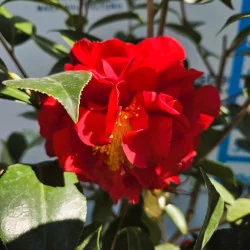 Camellia japonica Blood of China 90–100 cm – Camelie Roșie Intens, Arbust Evergreen Premium