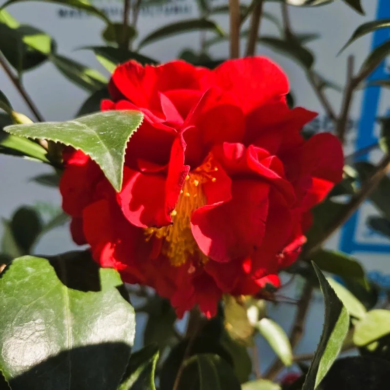 Camellia japonica Blood of China 90–100 cm – Camelie Roșie Intens, Arbust Evergreen Premium