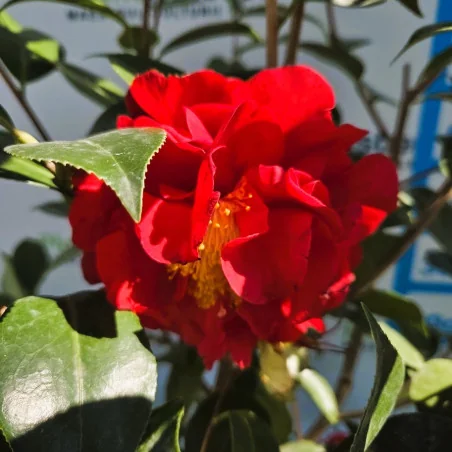Camellia japonica Blood of China 90–100 cm – Camelie Roșie Intens, Arbust Evergreen Premium