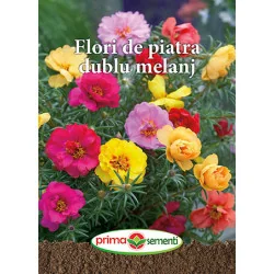 Seminte Flori de piatra dublu melanj