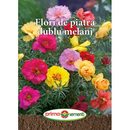 Seminte Flori de piatra dublu melanj