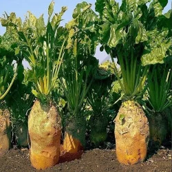 Seminte de sfecla furajera Ursus Poly - Plantmaster - Maestrul Culturii Tale