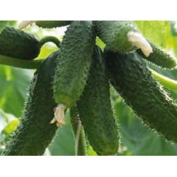 Seminte castraveti cornichon Amour F1