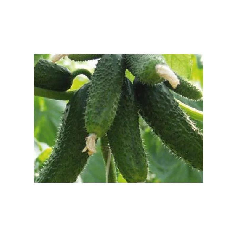 Seminte castraveti cornichon Amour F1
