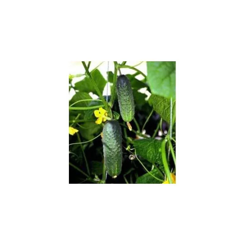 Seminte castraveti cornichon Artist F1