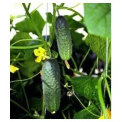 Seminte castraveti cornichon Artist F1