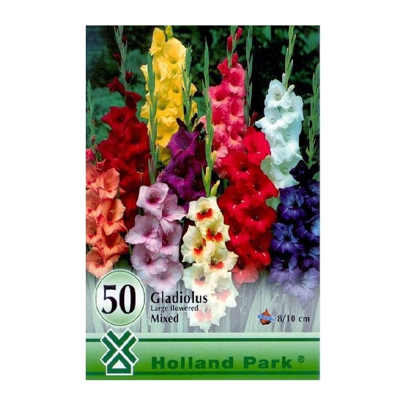 Pachet bulbi de gladiole mix de culori 50 bulbi