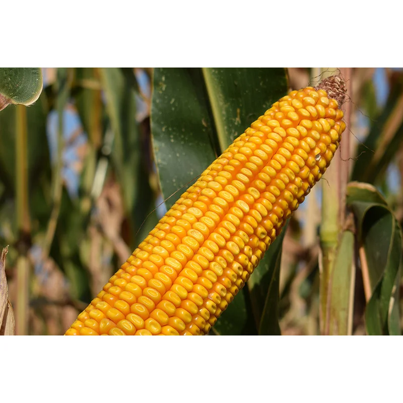 Semințe porumb QUERCI CS FAO 420 50MG