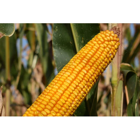 Semințe porumb QUERCI CS FAO 420 50MG