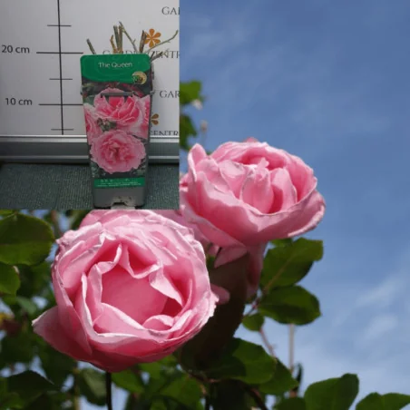 Rose species - Trandafir The Queen