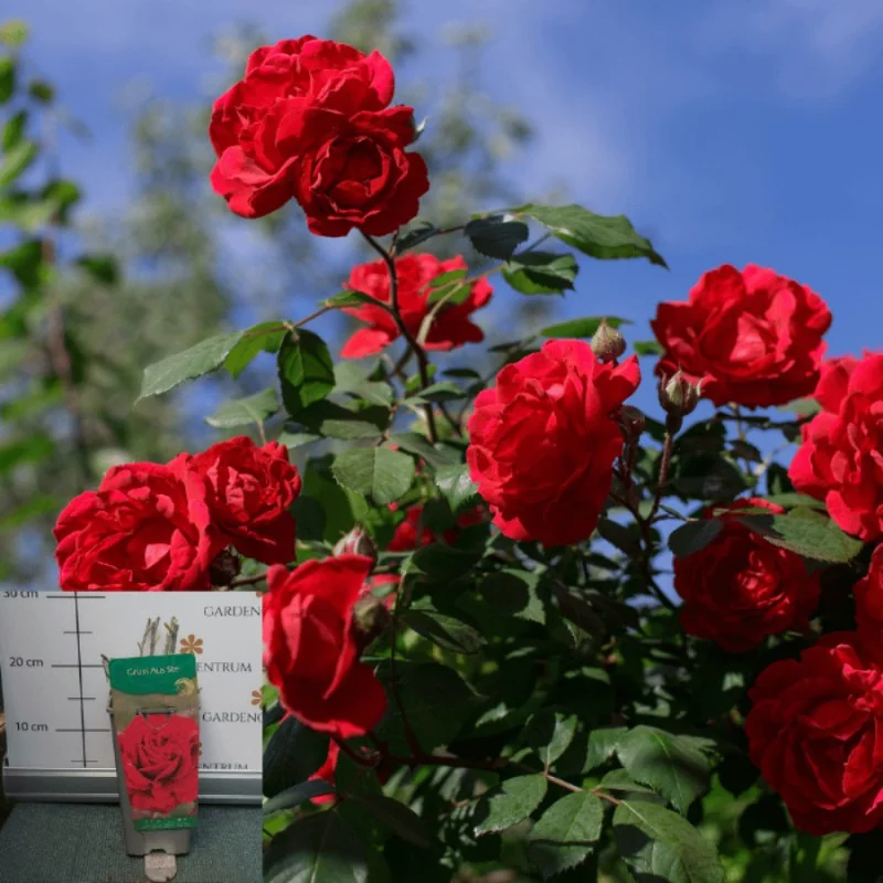 Rose species - Trandafir Grüss Aus Ste