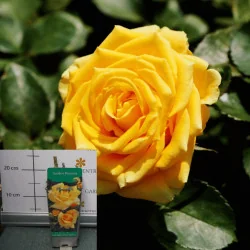 Rose species - Trandafir Garden Princess