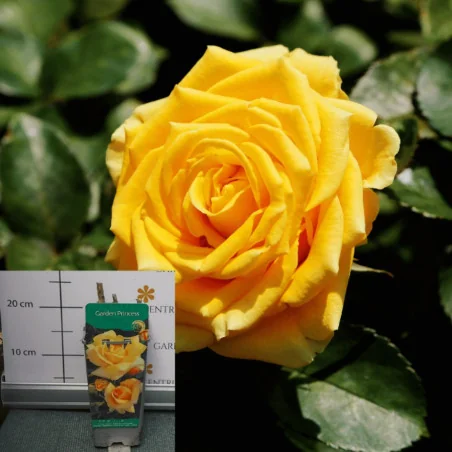 Rose species - Trandafir Garden Princess
