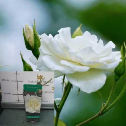 Rose species - Trandafir Snow Princess