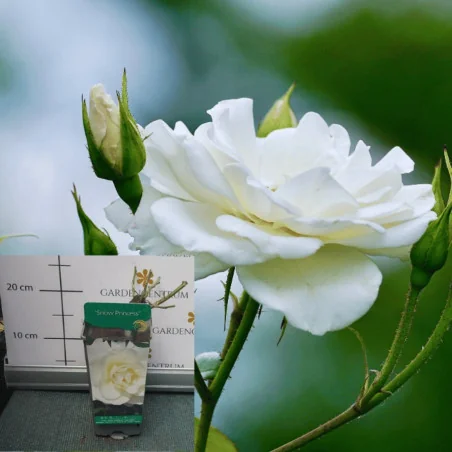 Rose species - Trandafir Snow Princess
