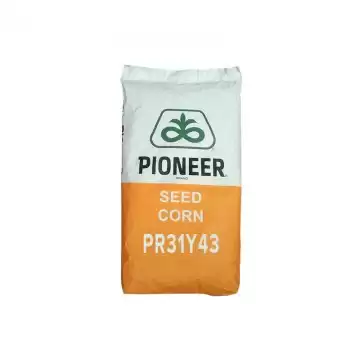 Seminte porumb Pioneer PR31Y43 -80.000 boabe