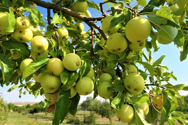 Calendar pentru stropirea pomilor fructiferi: Când și cum se ...