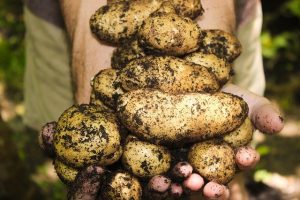agricultura ecologică